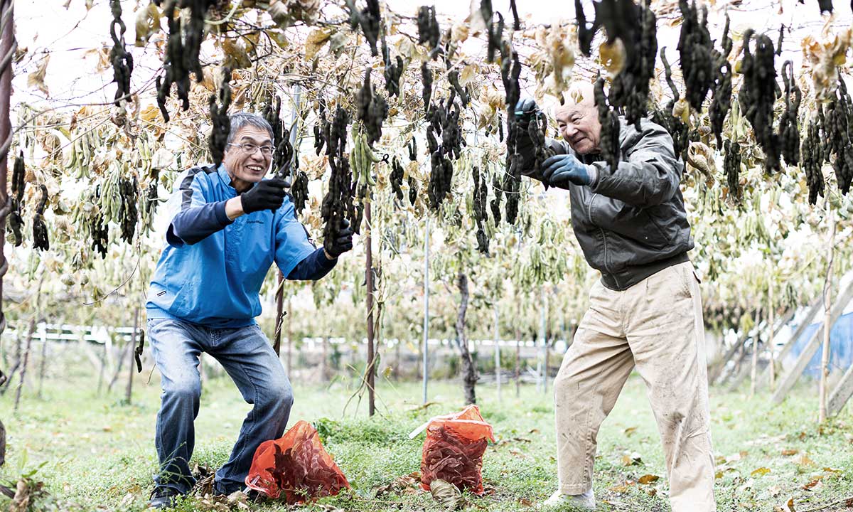 なぜ、糸島でムクナ豆を育てるのか。