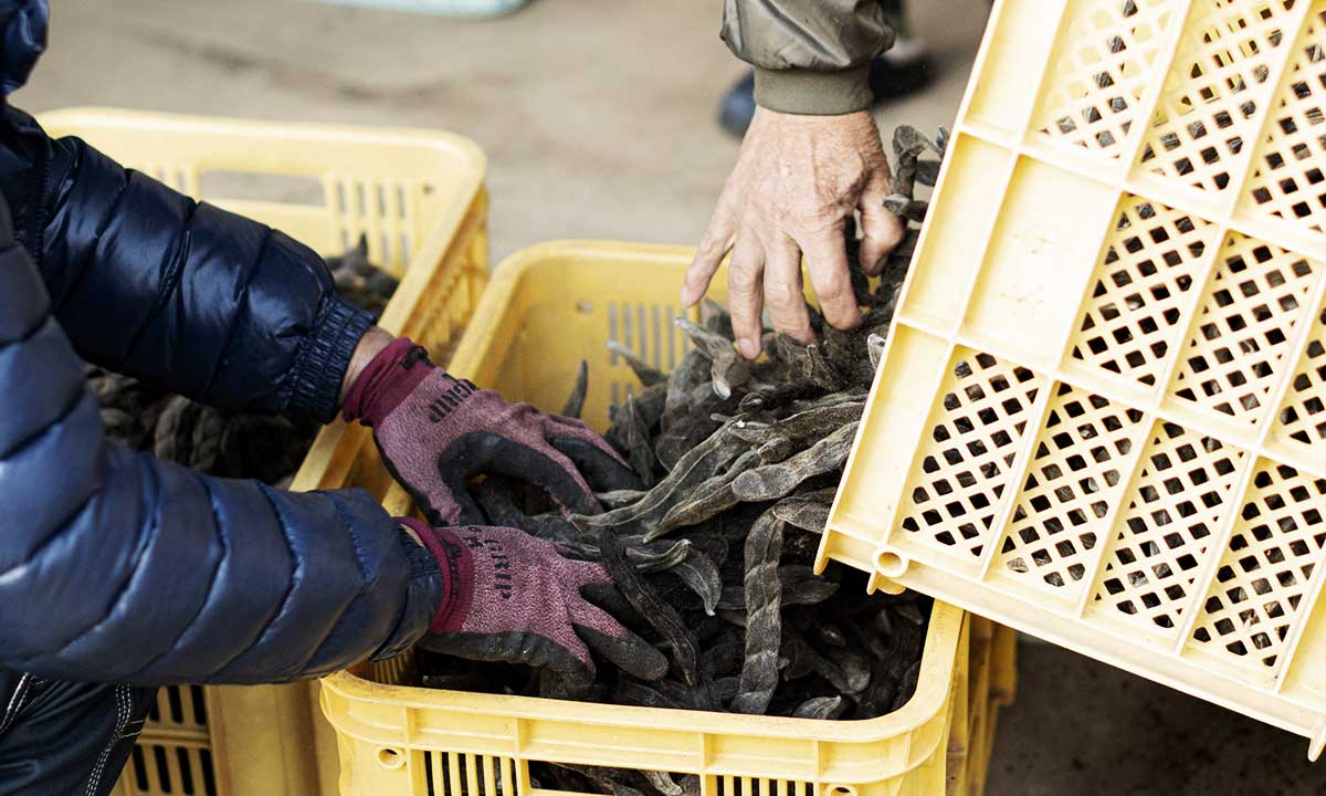 大地のムクナ豆が選んだ、つくり方。