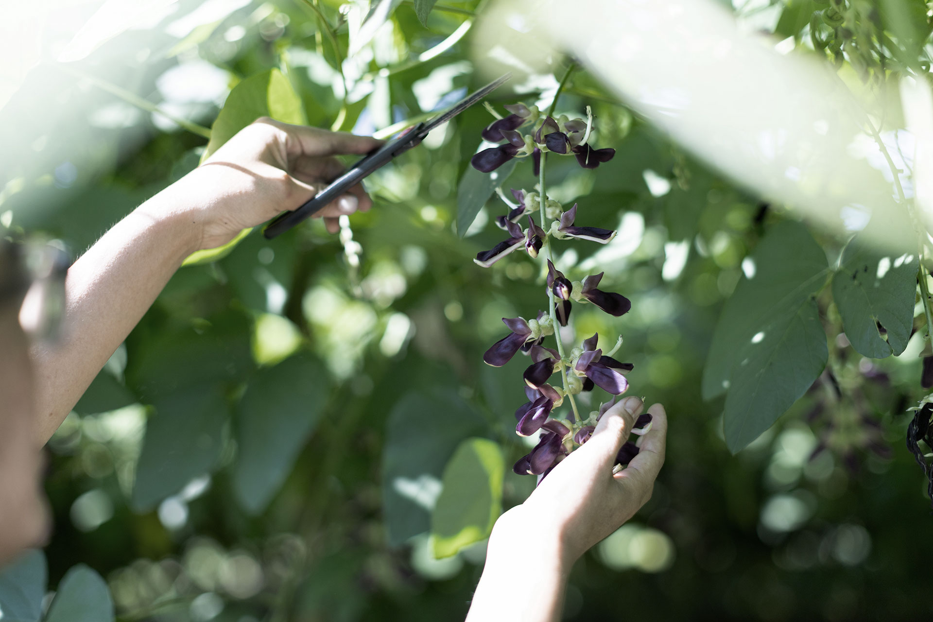 専門家が語る、ムクナ豆の価値