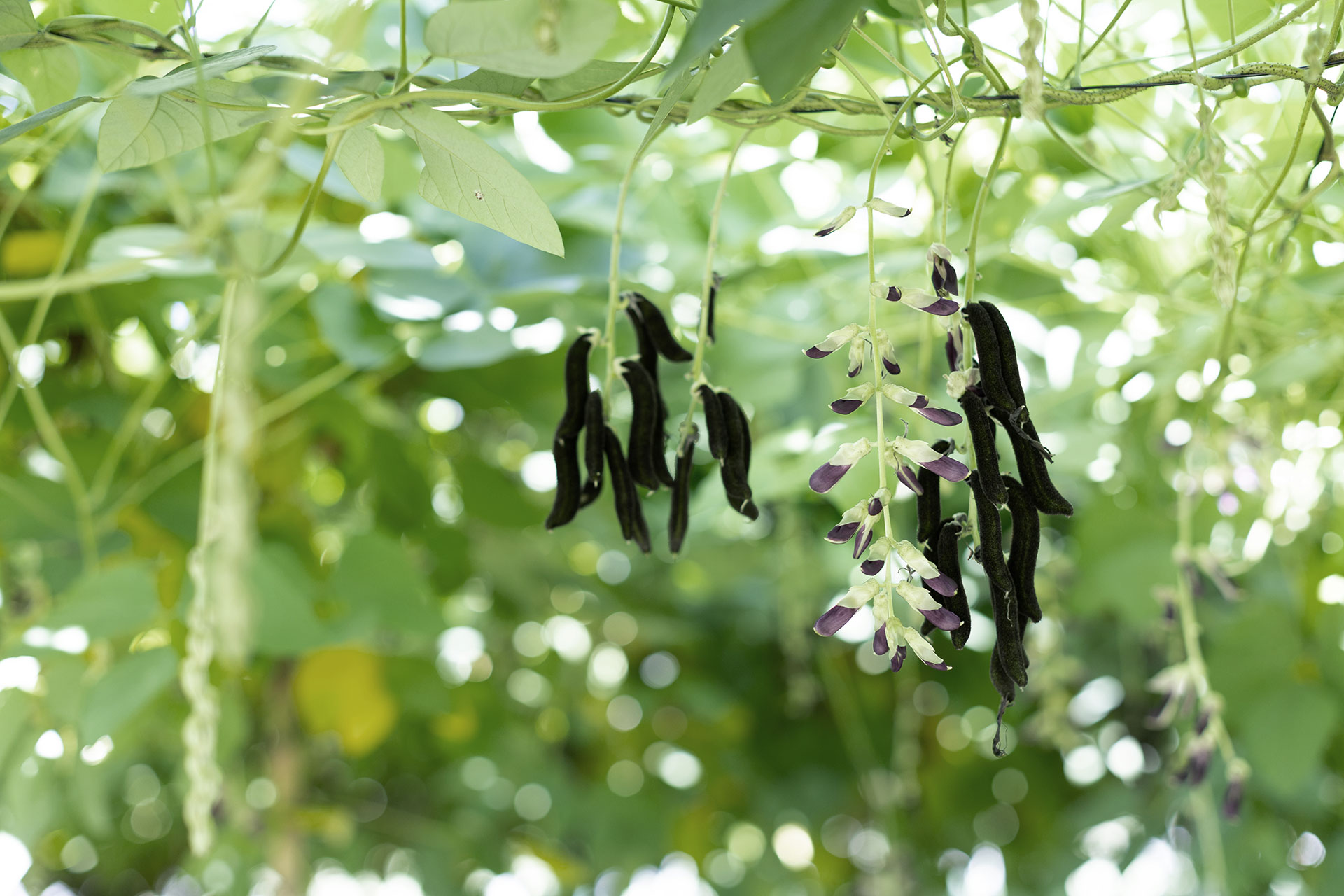 ウェルネスと、これからの健康寿命