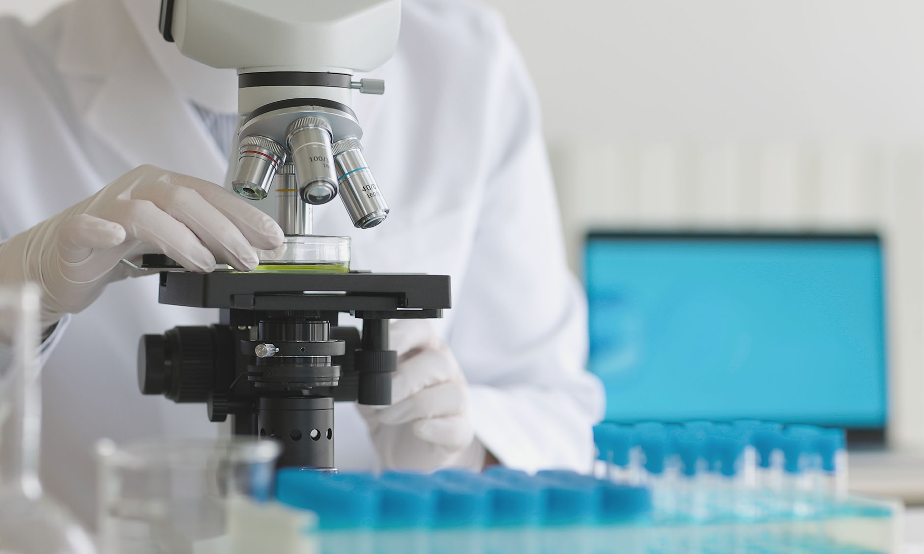 ムクナ豆の最新研究｜理研が解明したL-ドパの「脳を守る力」と認知症予防