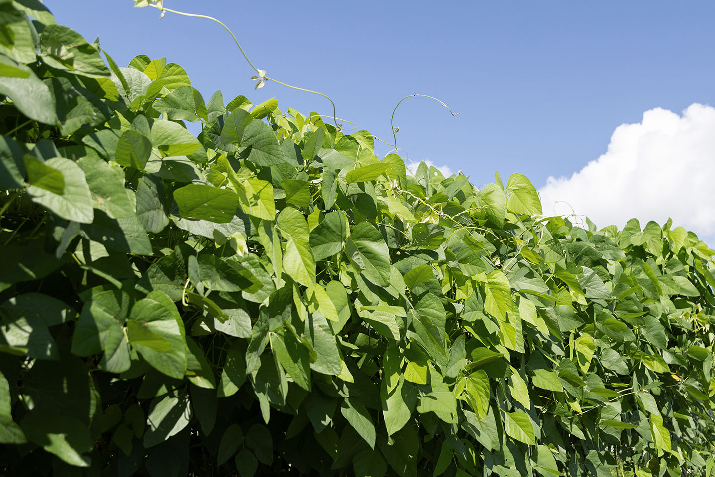 ムクナ豆の栽培地