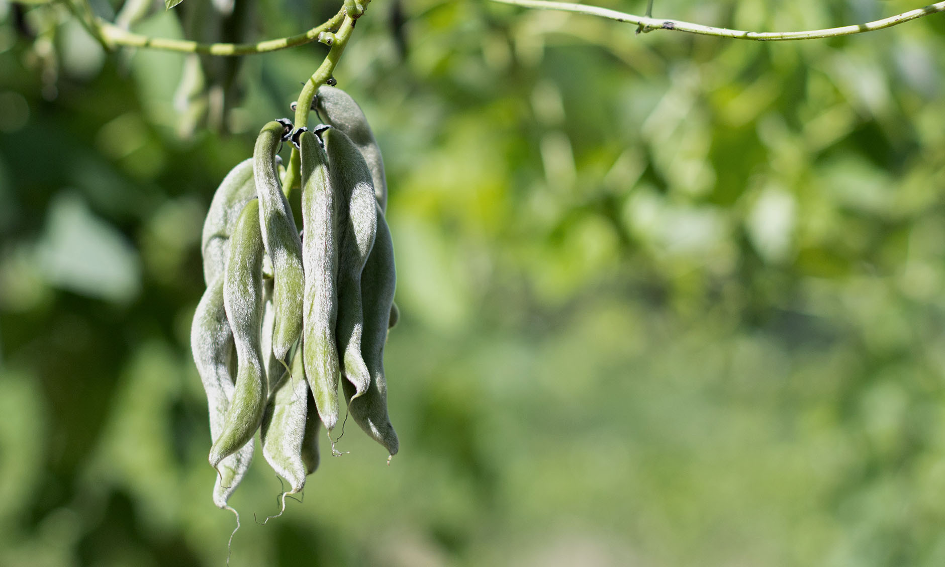 「満たされる」の、真ん中へ｜情報過多な日常に寄り添う「大地のムクナ」の願い