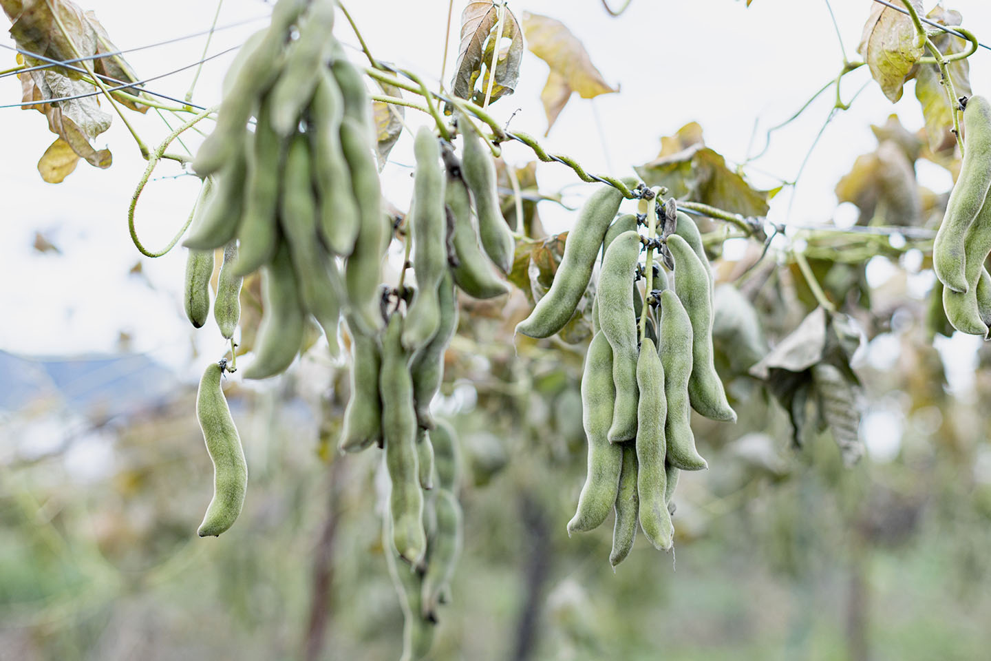 自然栽培されたムクナ豆の実