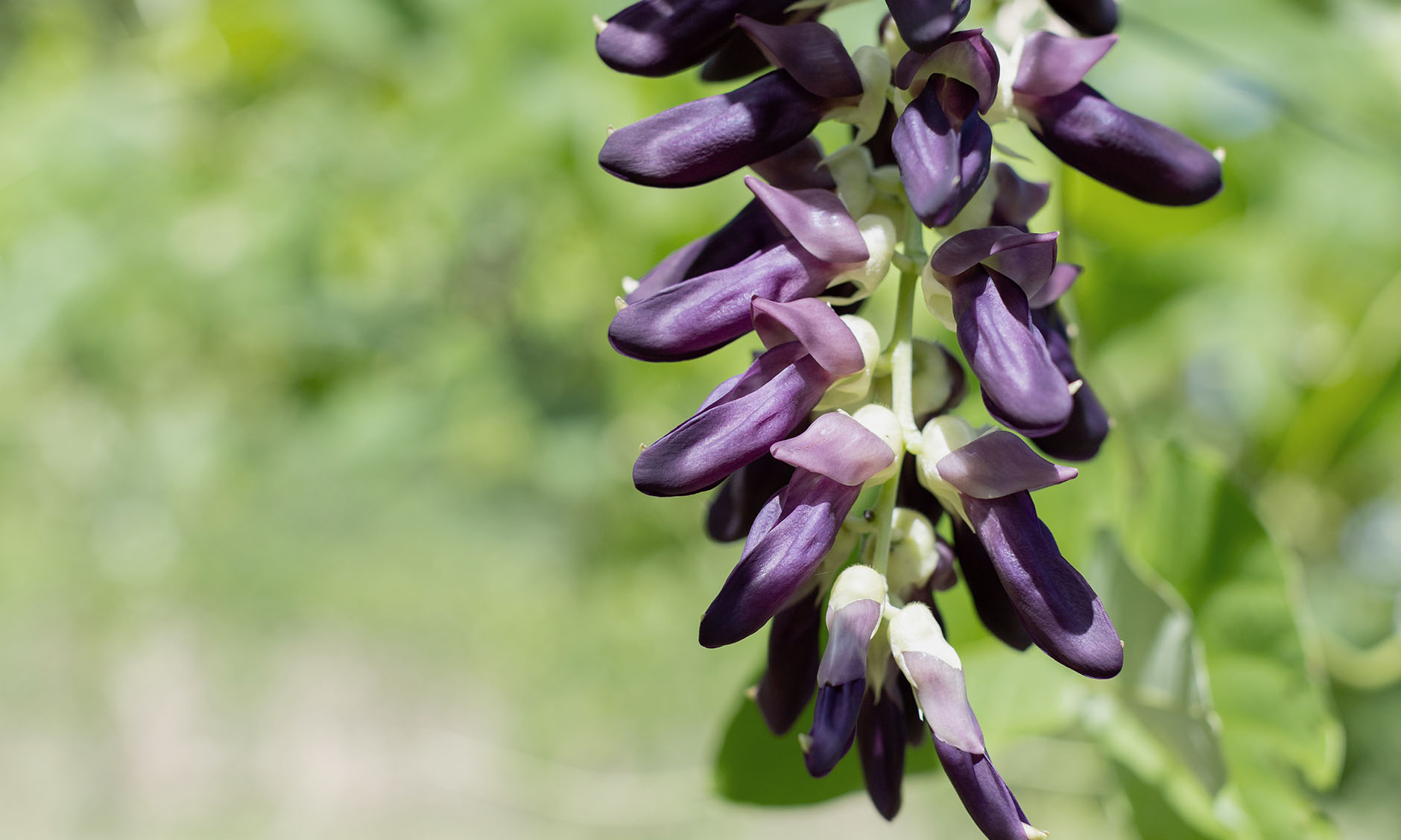 なぜ今、ムクナ豆が世界で再評価されているのか｜食用植物に秘められた、最新研究が示す可能性