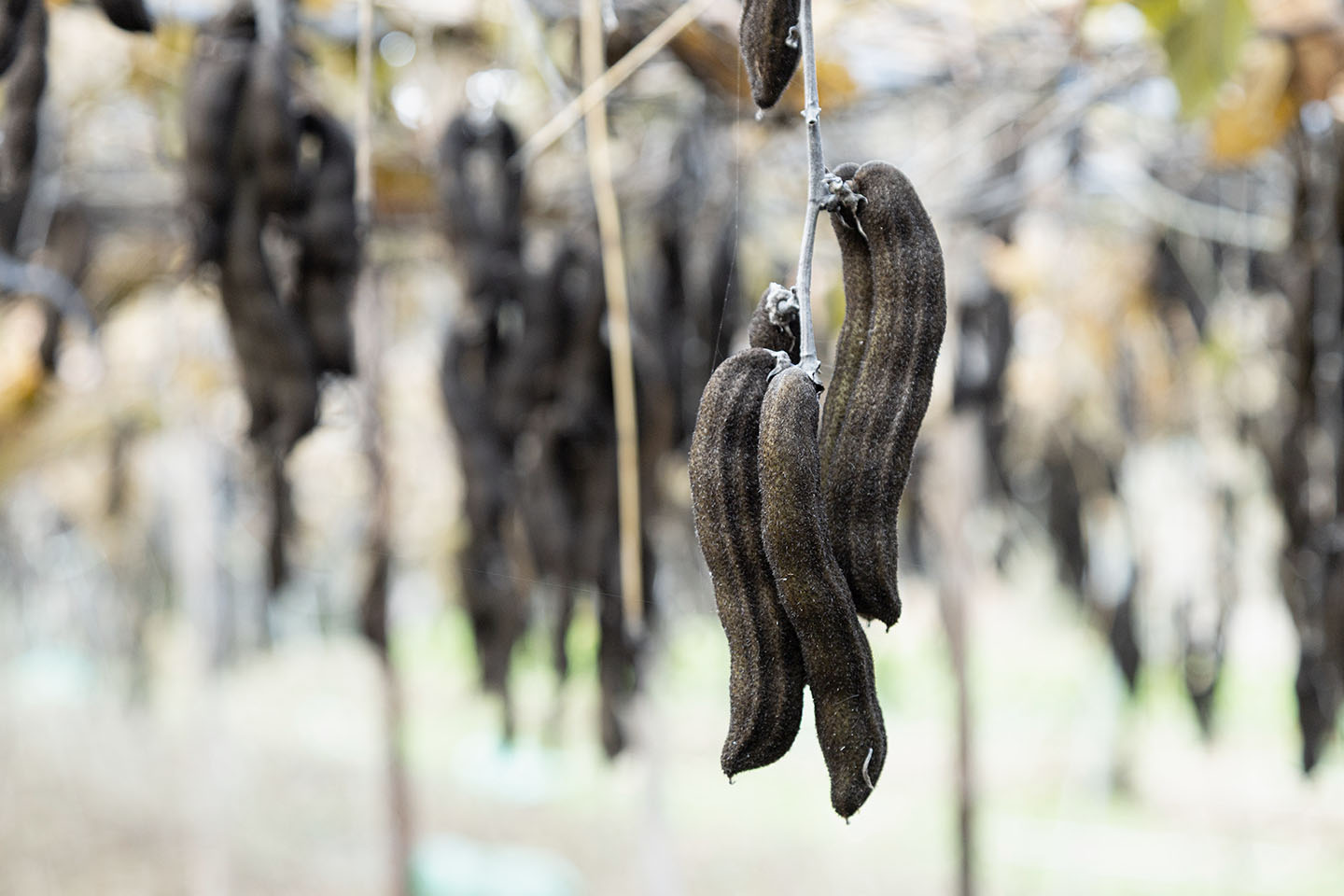 収穫時期のムクナ豆