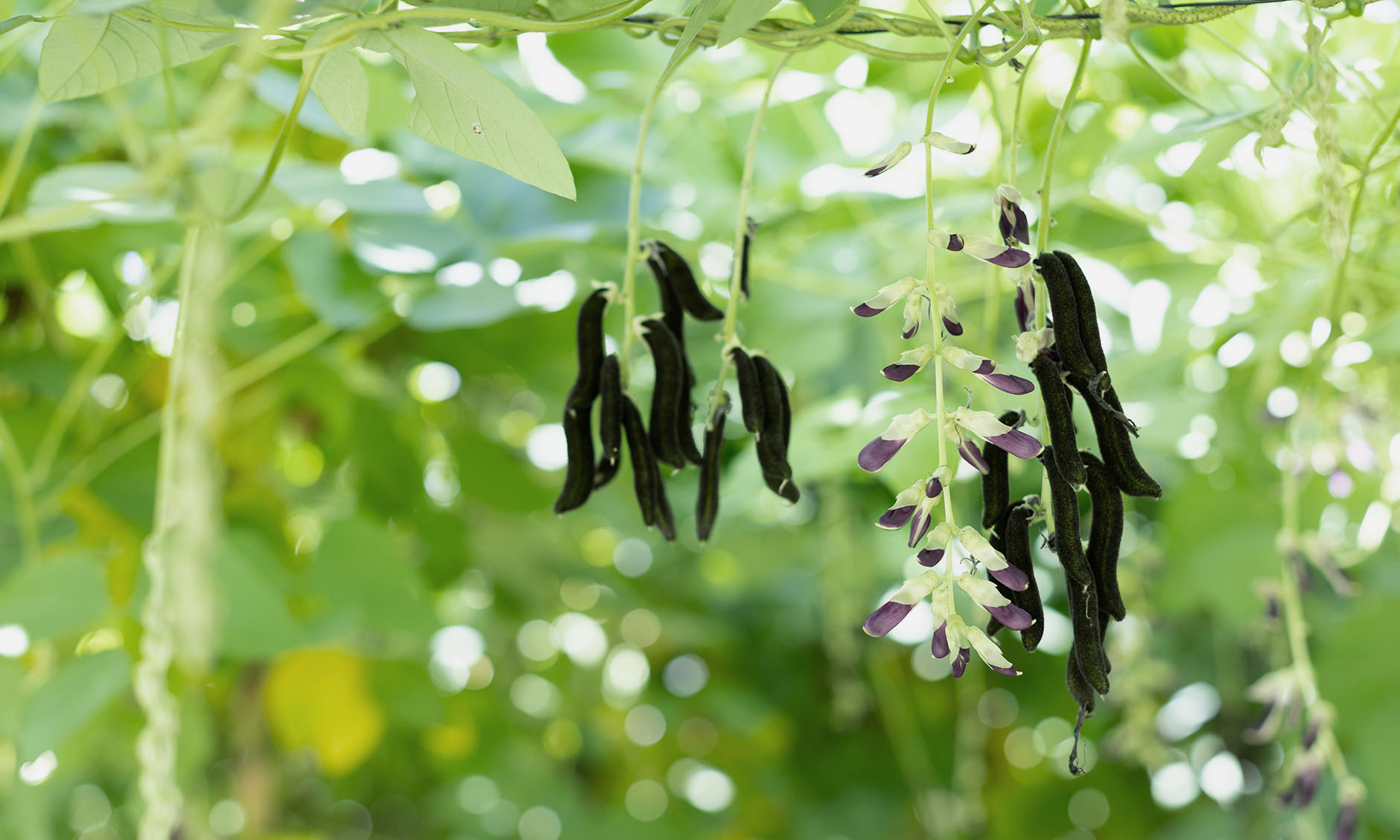 美味しさと栄養の、その先へ｜「正解探し」に疲れた日常に寄り添う「大地のムクナ」
